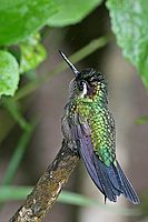Green-crowned Brilliant ang. (Heliodoxa jacula)