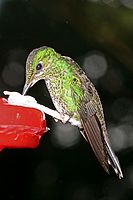 Green-crowned Brilliant ang. (Heliodoxa jacula), na pítku