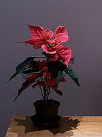 Hvězda při žárovkovém světle