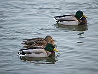 Zvířátka, ISO 100, 370 mm