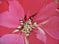 Zobrazení fotografie na displeji