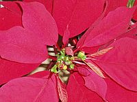 Fotografie stejná, jako na displeji.