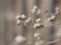 Obr. 15: Makrosnímek (orig.)