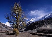 Manang