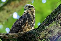 Snail Kite ang. | Ondřej Prosický Snail Kite ang.