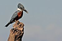 Ledňáček,  Ringed Kingfisher ang.