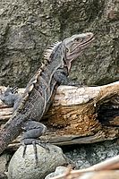 Leguán Ctenosaur | Ondřej Prosický Leguán Ctenosaur