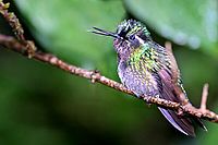Purple-Throated Mountain Gem