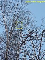 Aberace, kresba - 432 mm (R)