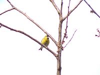 Aberace, zoom 432 mm (R)