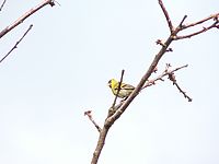 Aberace, zoom 432 mm, ISO 200 (R)