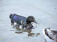 Aberace, šum, ISO 400 (R)