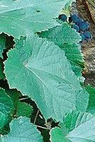 Kresba 24-70L; 50mm; f11; roh