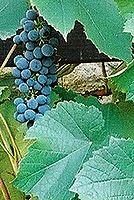 Kresba 24-70L; 50mm; f11; střed