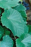 Kresba 24-70L; 50mm; f2,8; roh