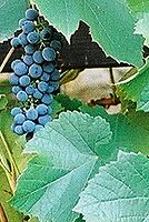 Kresba 24-70L; 50mm; f2,8; střed