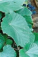 Kresba 24-70L; 50mm; f5,6; roh