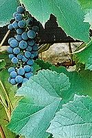 Kresba 24-70L; 50mm; f5,6; střed