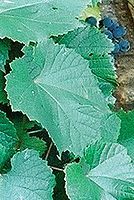 Kresba FD50;  f11; roh