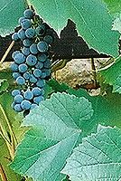 Kresba FD50;  f11; střed