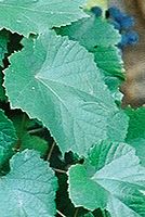 Kresba FD50;  f2,8; roh