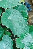 Kresba FD50;  f5,6; roh