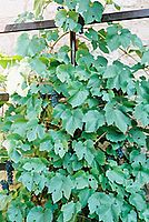 Kresba 24-70L 50mm f11