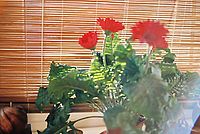 Protisvětlo FD50  f1,4