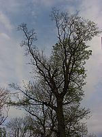 Kresba, aberace, f 38 mm (R)