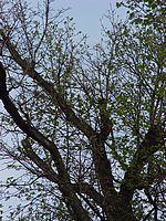 Kresba, aberace, f 190 mm (R)