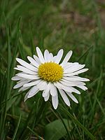 Makro (R) | Petr Koritina Makro (R)