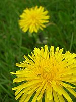 Makro | Petr Koritina Makro