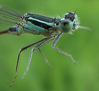 Makro - 100% výřez