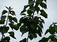 f 380 mm, kresba, aberace (R)