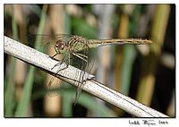 3. Vážka obecná - samička