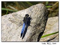 9. Vážka černořitná