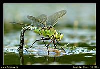 11. Šídlo královské