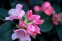 Rododendron