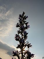 HP R717 protisvětlo