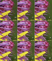 kraj snímku | Karel Omes kraj snímku