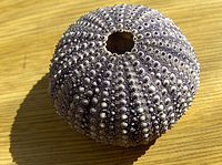 Supermakro (plné rozlišení)