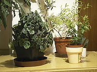 vyvážení žárovka