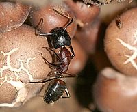 Mravenec rodu Camponotus