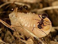 Mravenci rodu Lasius