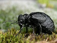 Majka Meloe brevicollis.