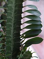 OLYMPUS E-500 - makro