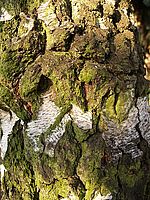 OLYMPUS E-500 - kontrast