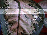 OLYMPUS E-500 - snímek pro test