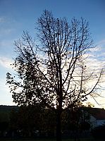 Protisvětlo
