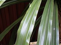 OLYMPUS SP350 / SP310